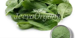 Spinach Leaf Extract Powder 20:1