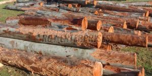 Eucalyptus Wood Pole