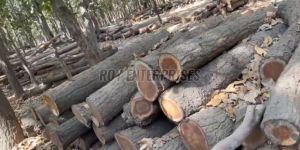Sal Wood Logs