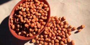 Groundnut Seed