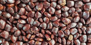 Tamarind Seed