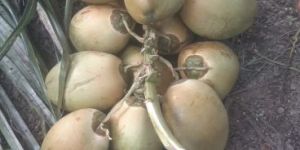 a Grade Tender Coconut