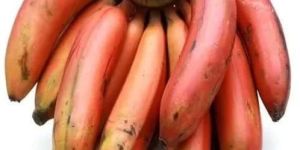 a Grade Red Banana
