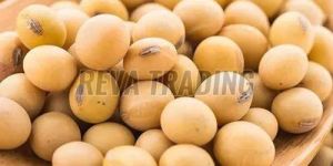 Dry Soybean Seeds