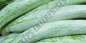 Fresh Snake Gourd