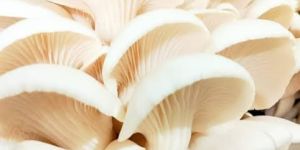 Oyster Mushroom