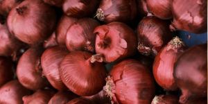 Fresh Red Onion