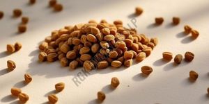Fenugreek Seed