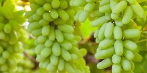Grape Sonaka Seedless