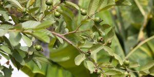 Guava Fruit Plant