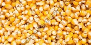 Yellow Corn Seeds