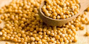 Yellow Mustard Seeds