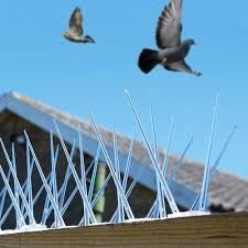 Bird Spikes