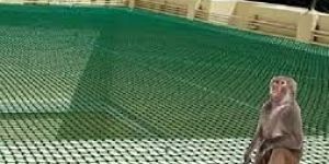 Monkey Safety Nets