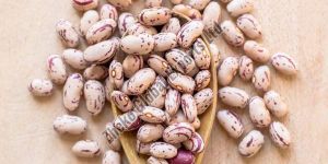 Pinto Beans