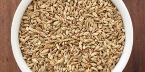 Fennel Seeds