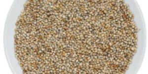 Pearl Millet (Bajra)