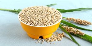 Sorghum
