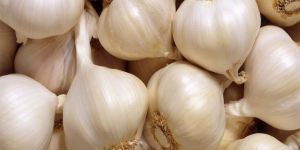 Fresh Garlic