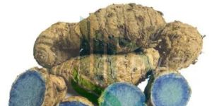 Black Turmeric Finger