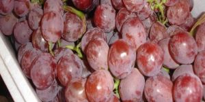 Fresh Grapes