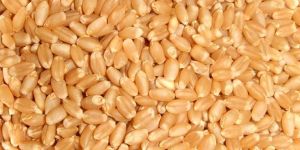 Grade B Wheat