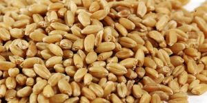 Wheat