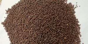 Black Sortex Mustard Seeds
