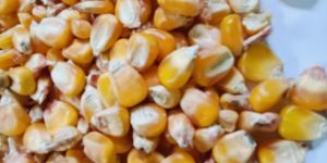 Corn Seeds