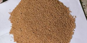 Natural Yellow Mustard Seeds