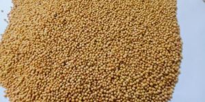 Yellow Sortex Mustard Seeds