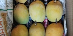 Alphonso Mangoes