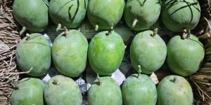 Fresh Alphonso Mangoes