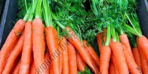 Fresh Orange Carrot