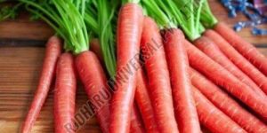 Fresh Red Carrot