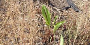 Organic Black Turmeric