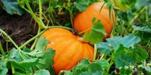 Fresh Yellow Pumpkin