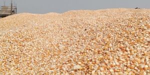 Dried Yellow Maize Seed