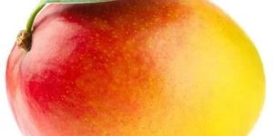 Fresh Amrapali Mango