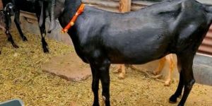 Beetal Goat300 Rs Kg