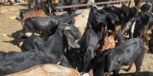 Cutting Goats 240 Rs Kg