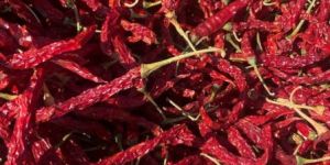 IPM TEJA RED CHILLI
