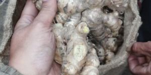 Raw Ginger