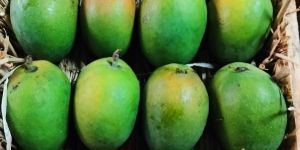 Aromatic Ratnagiri Hapus Mango