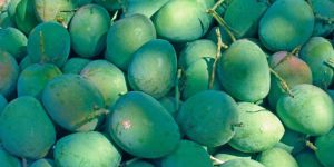Alphonso Mangoes