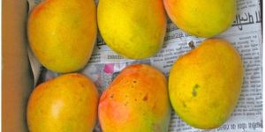 Ratnagiri Alphonso Mango