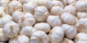 Fresh White Garlic