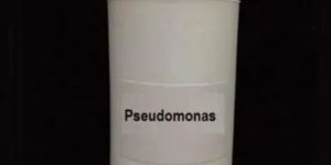 Pseudomonas Fluorescens