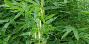 Bamboo Plant