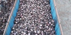 G9 Mother Plant Sucker